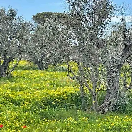 Antica Pajara Salentina Il Fico D'india
